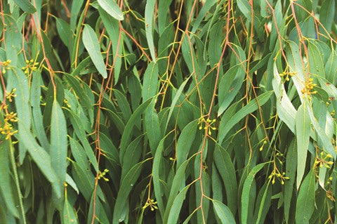 BAMBOO - BOÎTE À BOUGIE