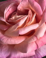 SWEET BOUQUET - BRUME CORPORELLE