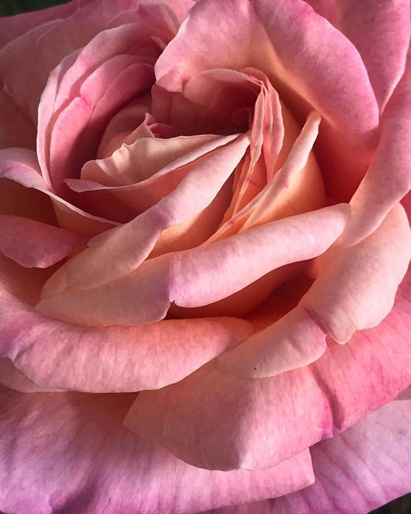 SWEET BOUQUET - BRUME CORPORELLE