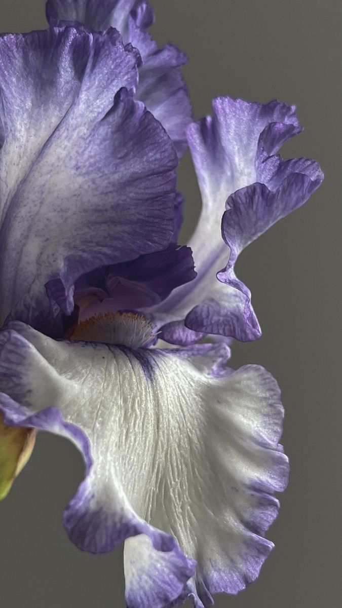 SECRET GARDEN - BRUME CORPORELLE