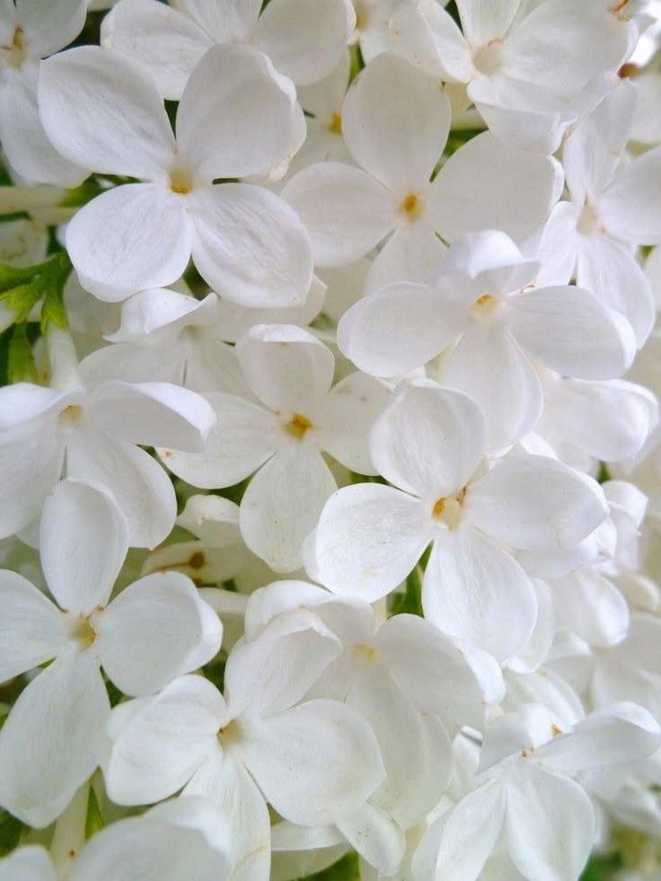 SWEET FLOWERS  -   POT  À   BOUGIE