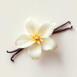 ALMOND VANILLA - BOÎTE À BOUGIE