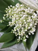 ROSE OUD   –  POT À  BOUGIE