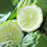 FRESH MELON - POT  À  BOUGIE